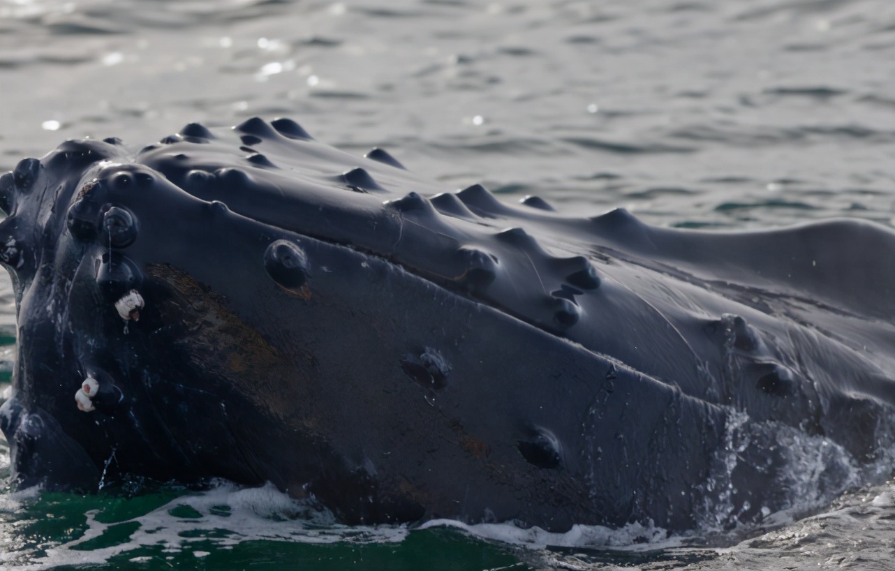 脱发真的无法遏制吗,脱发能拯救吗