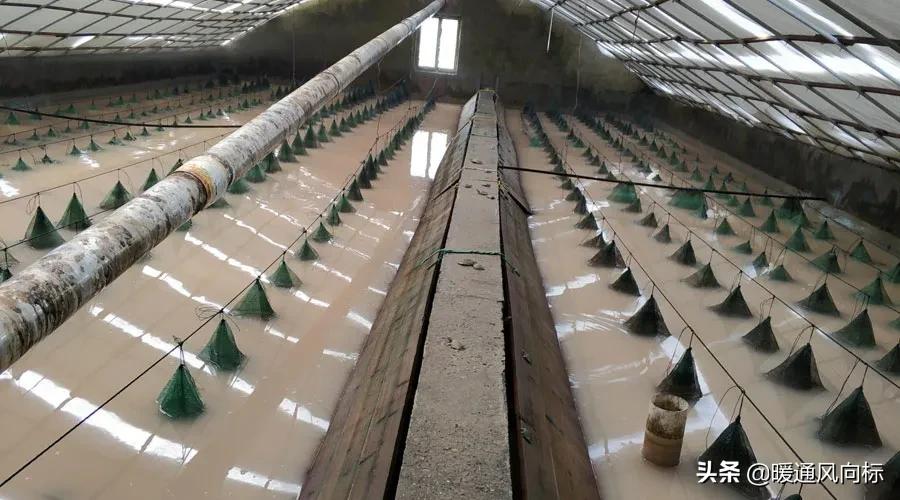 三大案例,带你走进农业种植大棚、畜牧养殖和水产养殖供热市场