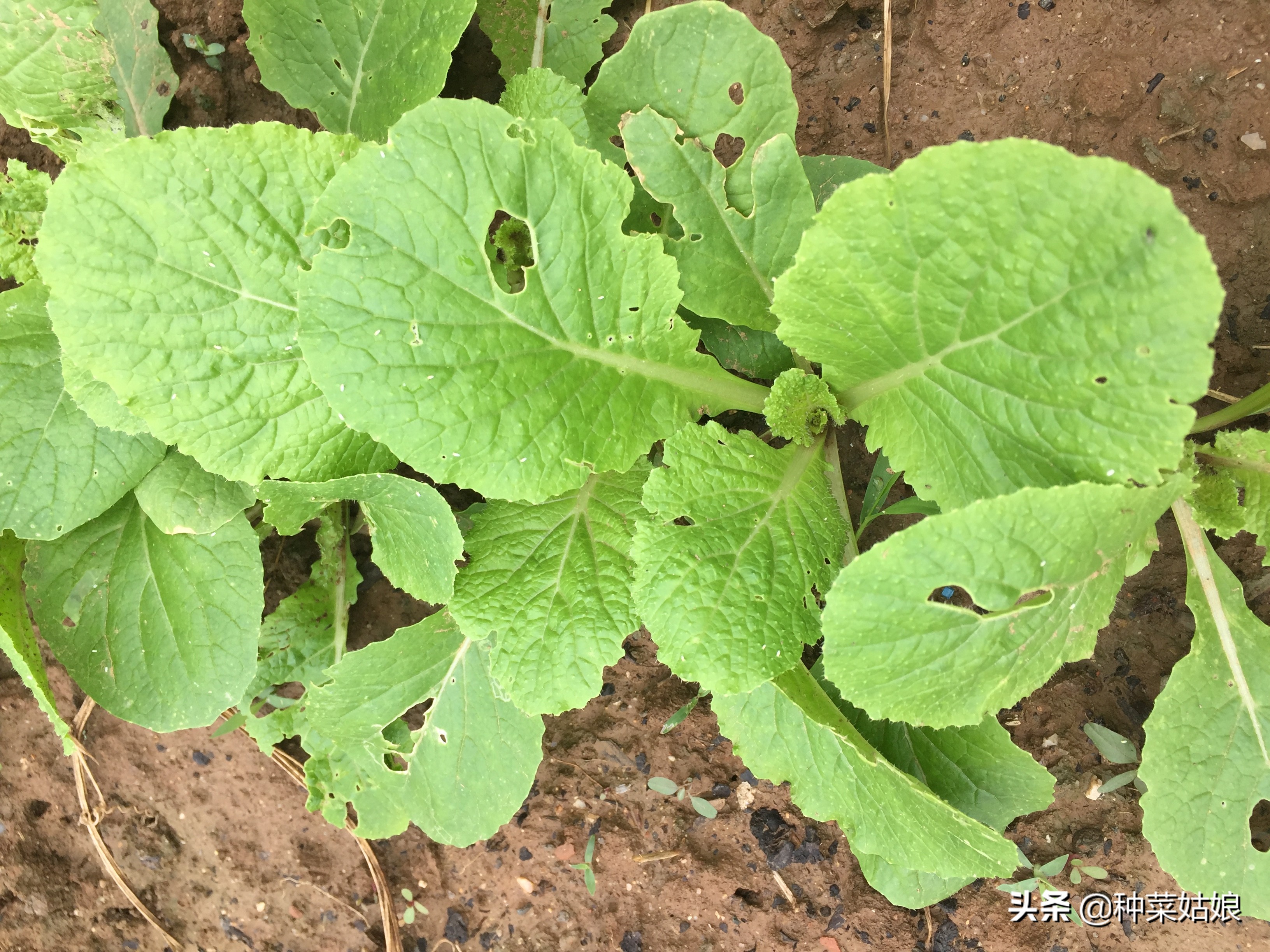 白菜萝卜有虫怎么治用什么药,萝卜白菜有虫子该怎么办