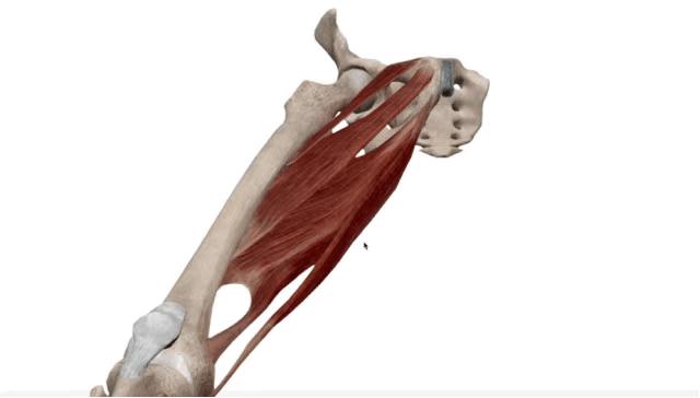 紧致大腿内侧赘肉简易动作,大腿内侧紧实的有效的方法