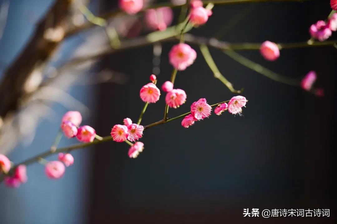 过年是新的一年还是立春,新的一年立春还是春节