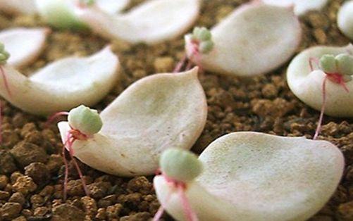 多肉叶子扦插的最佳方法,多肉叶子扦插怎么养才能长得快