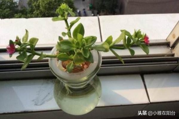 什么吊兰好养也漂亮,好养开花好看的吊兰