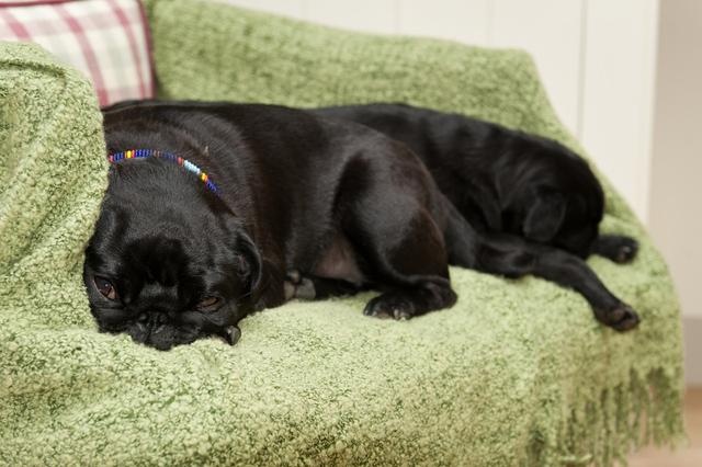 给狗狗穿衣服狗狗调皮怎么办,冬天了不给狗狗穿衣服狗狗会冷吗