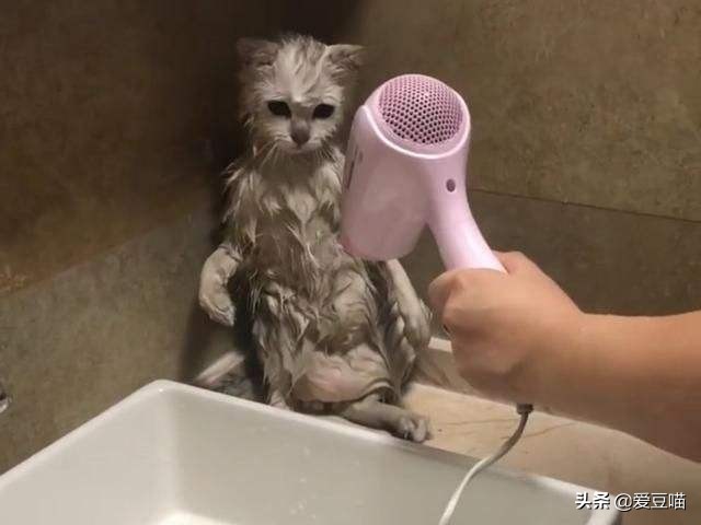 猫癣反反复复总不好怎么办,猫癣反反复复好不了怎么办