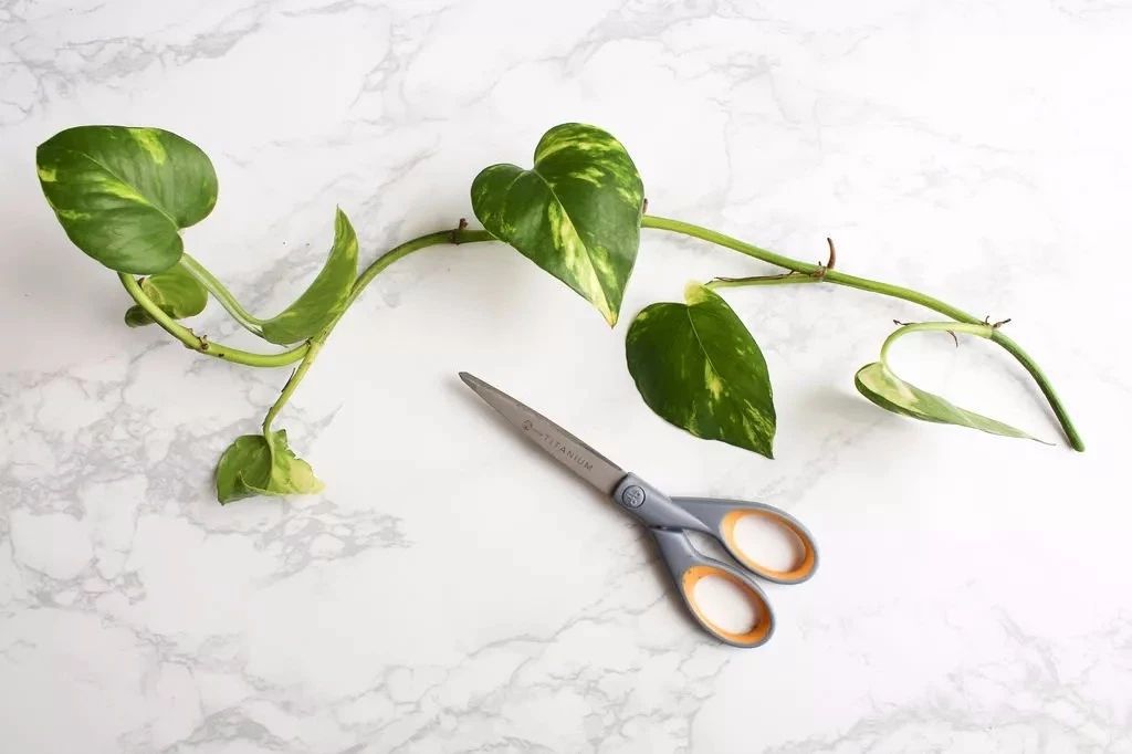 室内绿植推荐客厅好养净化空气,室内养什么绿植可以净化空气