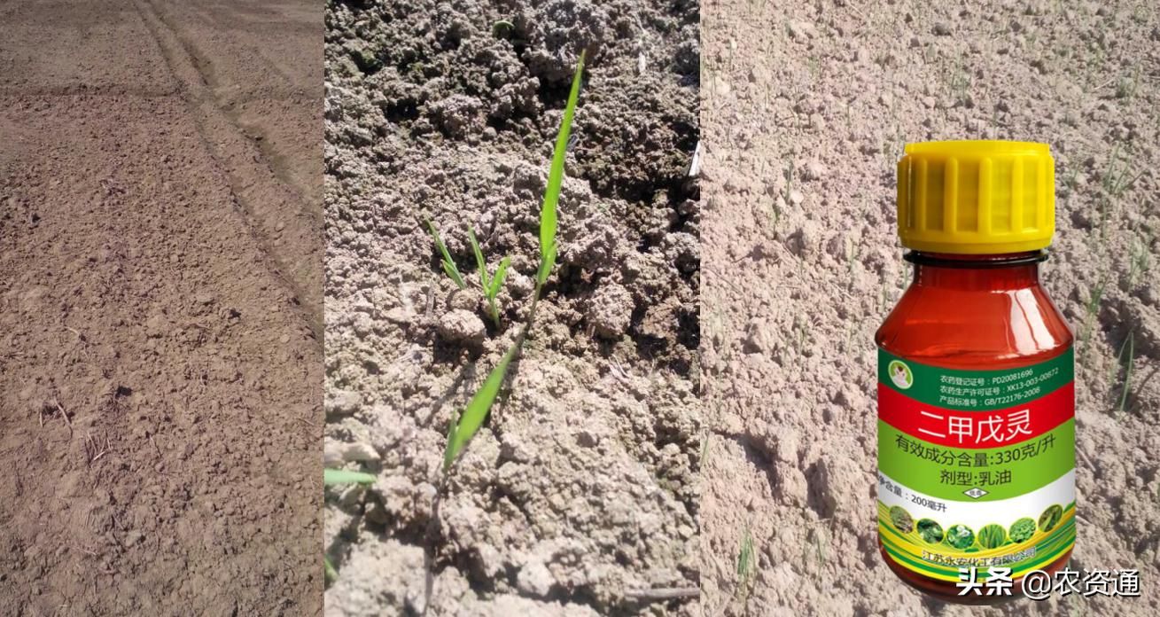 稻田除草技术,水稻田封闭除草的最新方法