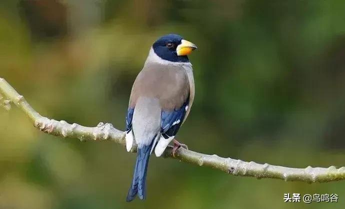 蜡嘴鸟训练技术视频大全,蜡嘴鸟多大开始训