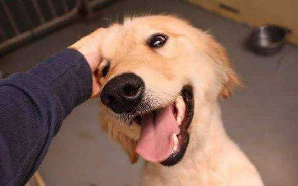 摸狗头狗是怎么理解的,摸狗头为什么狗会仰头