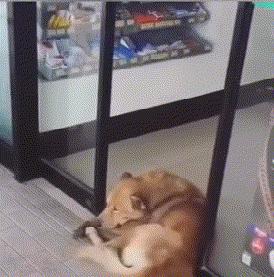 铁砂掌搞笑小视频,搞笑gif妹子你这心机有点深啊