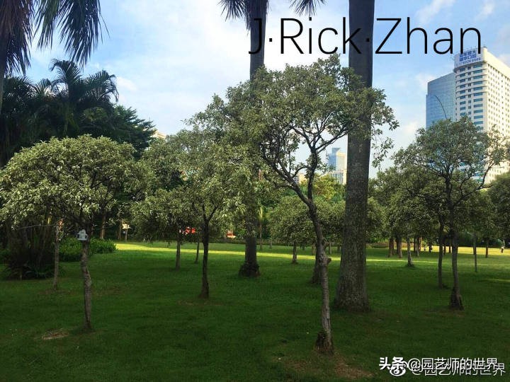 适合北方庭院种植的低矮草坪,家庭庭院怎样混搭种植草坪和蔬菜