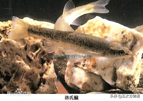 黑龙江特色养殖鱼类,黑龙江名贵鱼种图片