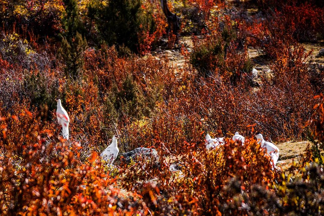 “艳”得失真?不,这就是阳光下的*藏西**洛隆卓玛朗措湖秋色