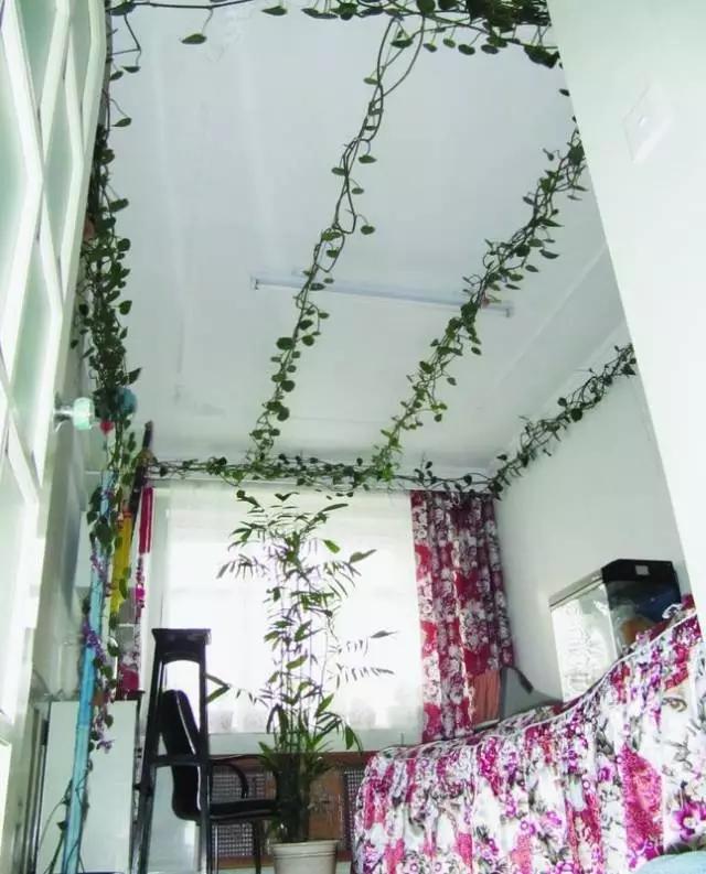 绿萝怎么造型更好看,大绿萝怎么做造型好看