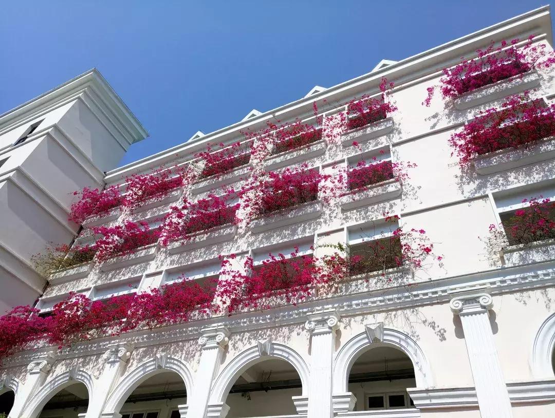 春天该很好，倘若你在场！龙岗最“花心”的地方是……