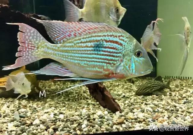 食土鲷一般多大尺寸,食土鲷哪个品种小一点