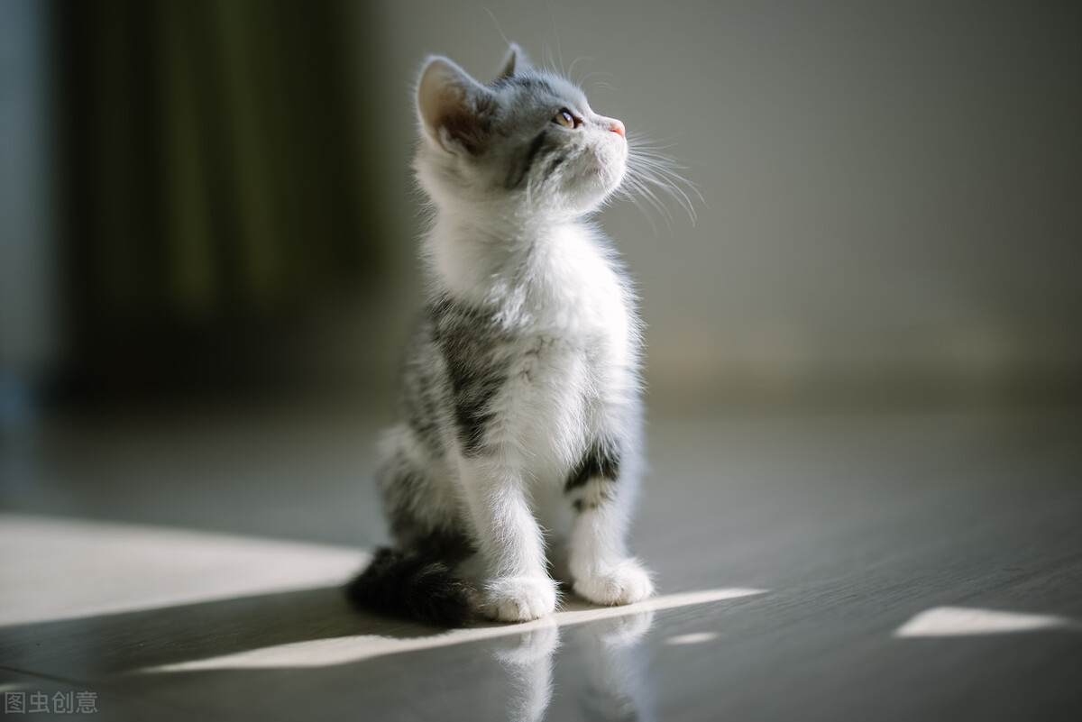 新手怎么选猫品类,新手如何选猫养猫