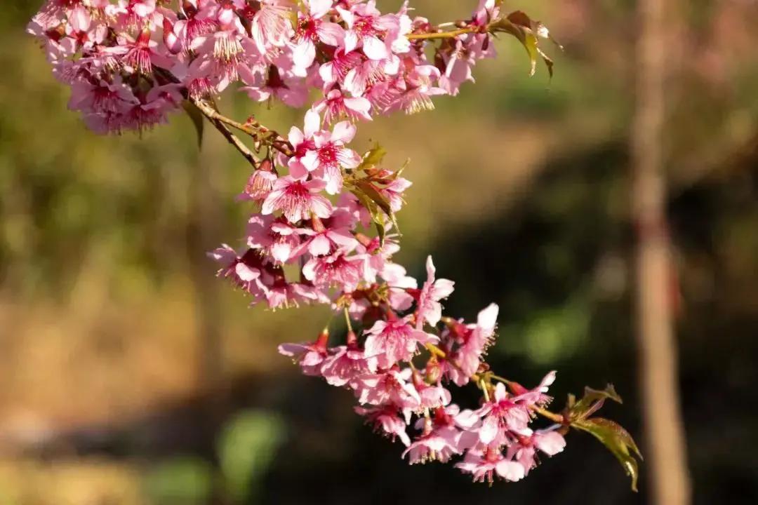 邛海湿地公园旅游攻略路线,西昌邛海住民宿攻略