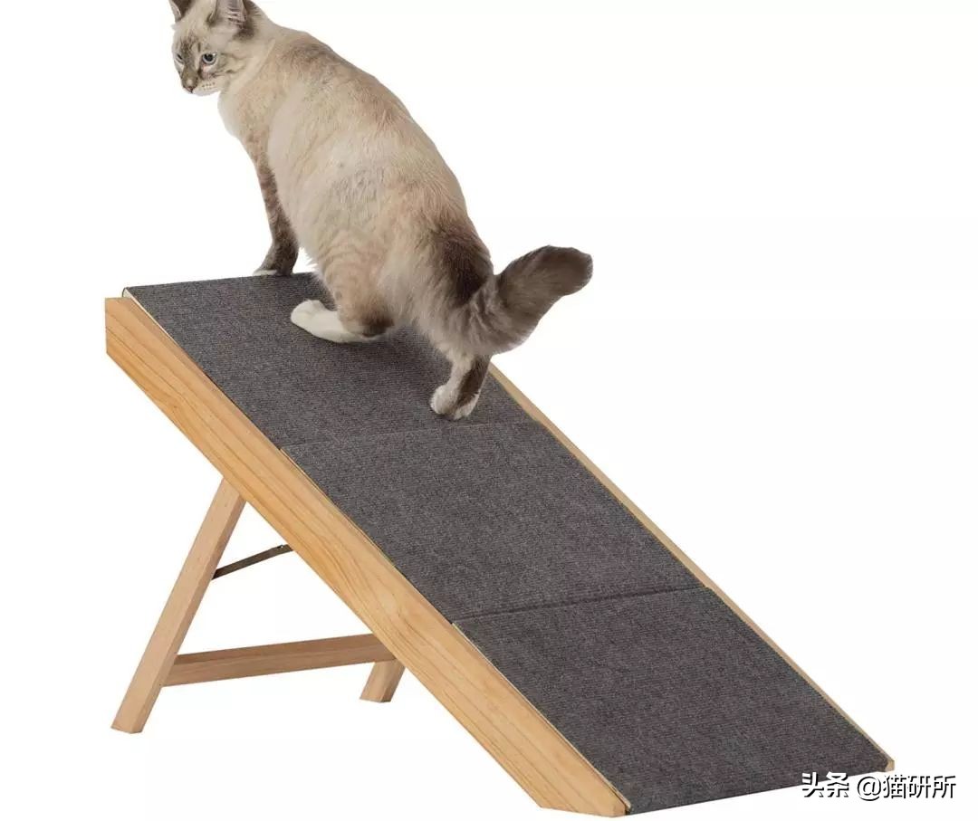 从3方面入手，有效提高老年猫的生活质量