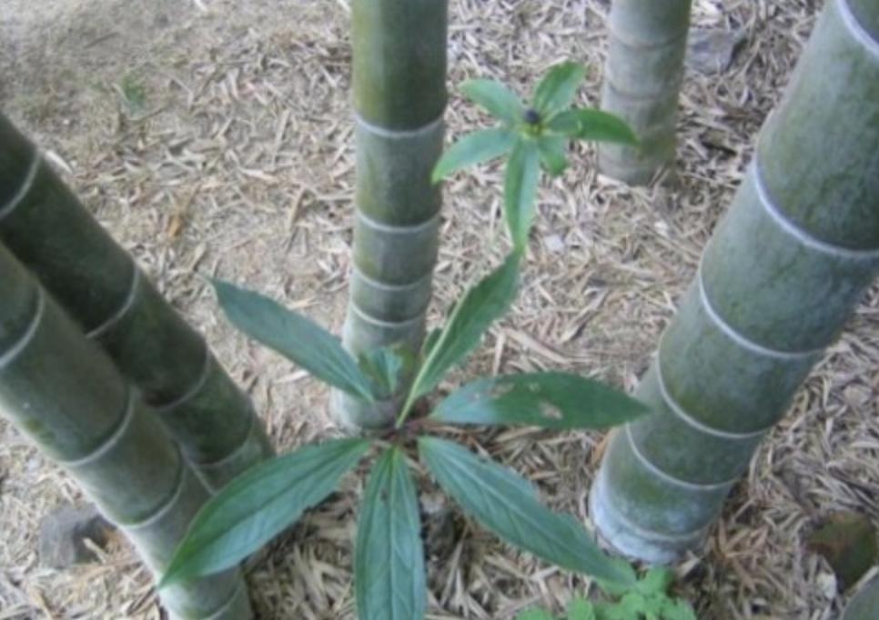 竹子下的1种“杂草”，看到别去踩，晒干后1斤“500元”，珍贵