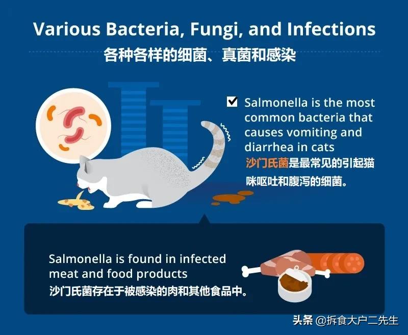 猫咪呕吐没消化的猫粮怎么办,go九种肉猫粮猫什么阶段能吃