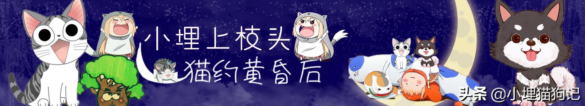 人会得抑郁症吗,狗狗会得抑郁症了怎么治疗