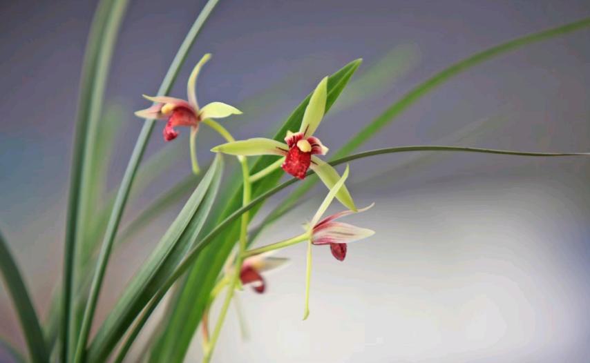 兰花种得好,最好养的兰花建兰品种