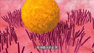 倪海厦治疗输卵管堵塞,输卵管堵塞该如何治疗