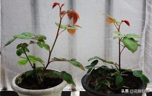 如何判断是月季芽和蔷薇笋,蔷薇笋和月季笋的区别