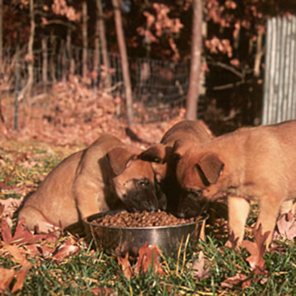 马犬的血统怎么区分,双血统马犬有哪些