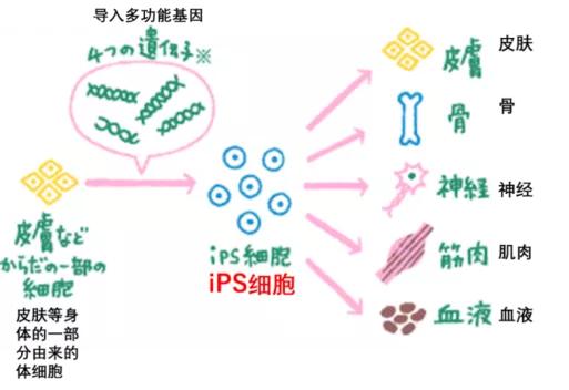 脱发治愈研究,困扰当代年轻人的脱发
