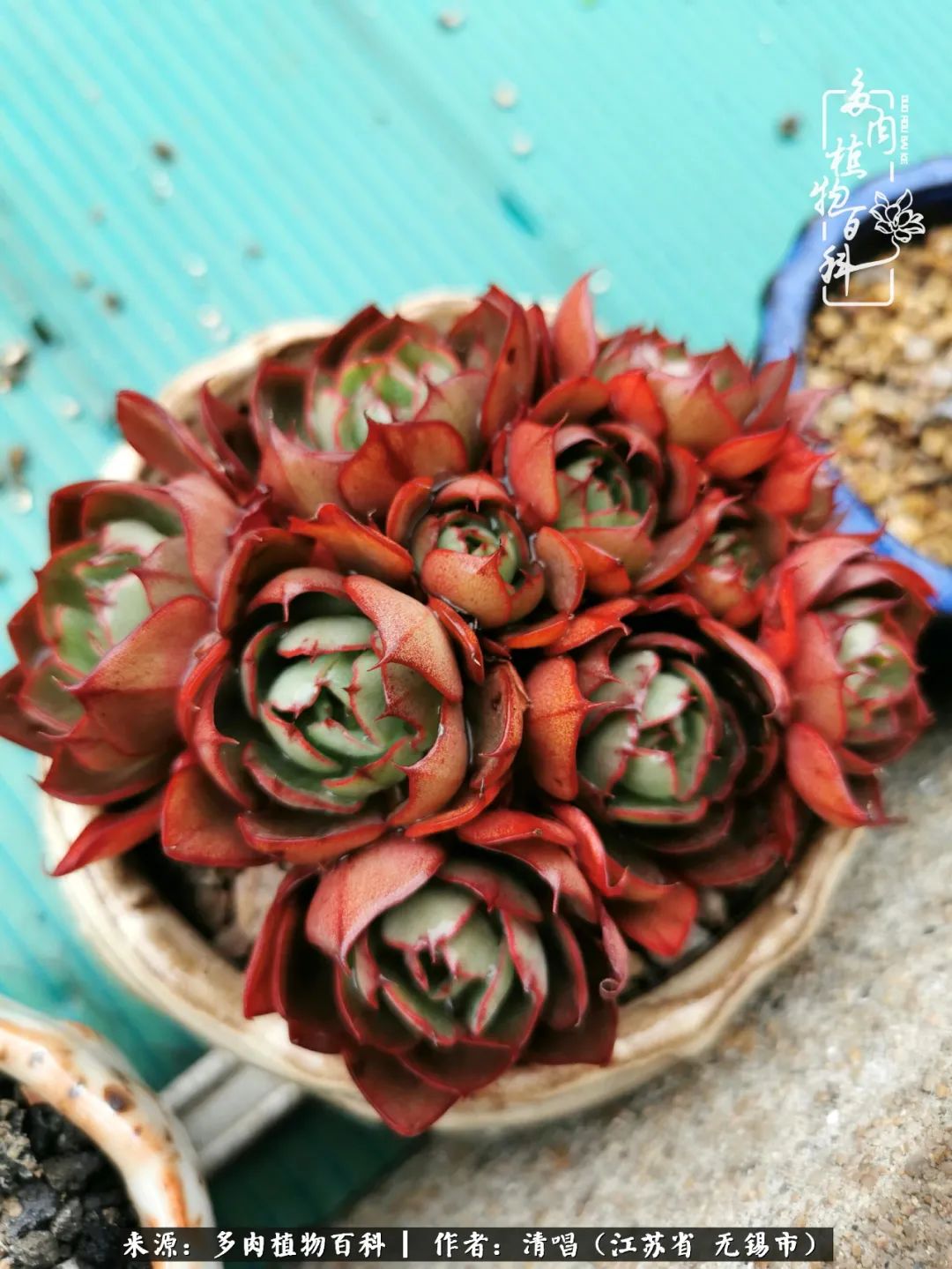 多肉植物百科好看又好养的多肉,喜欢多肉的朋友欢迎光临多肉园艺