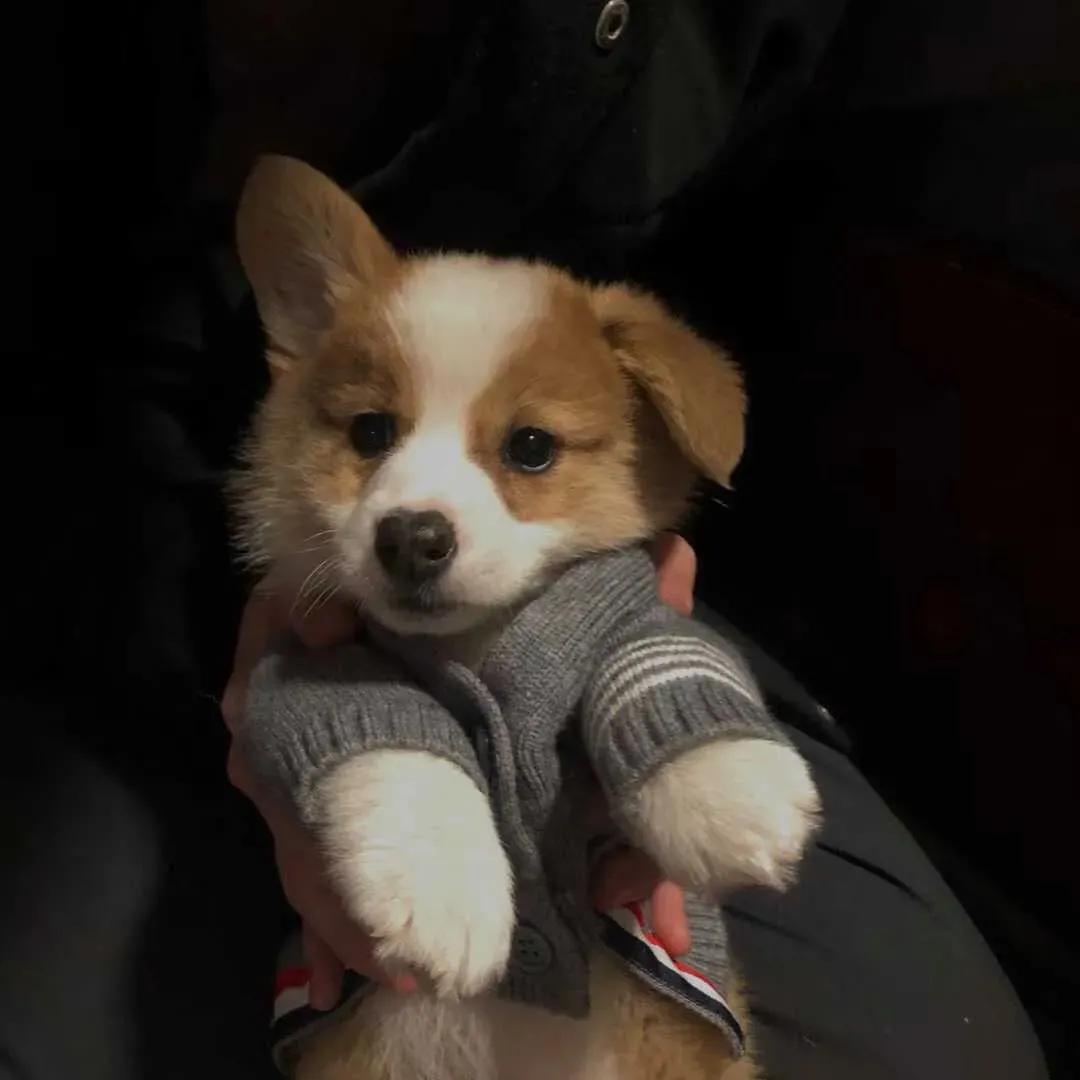 适合中年女人高雅的微信头像,100张珍藏已久微信头像