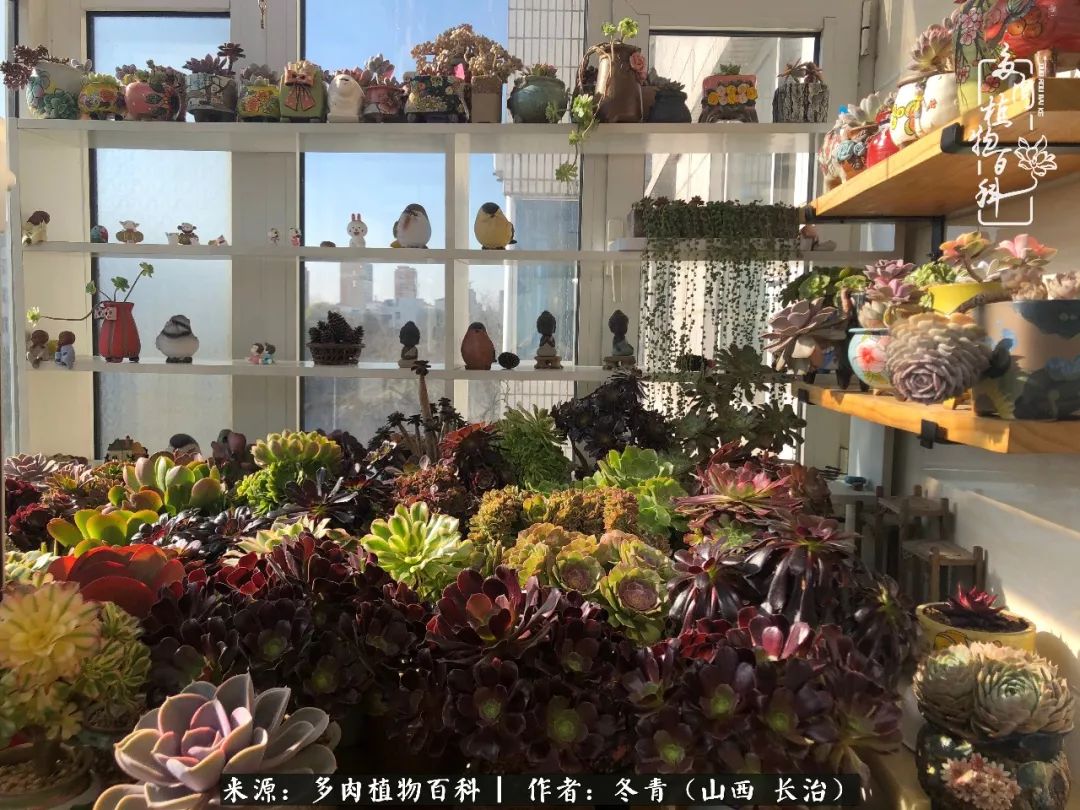 新手养的多肉怎么管理好看,阳台养多肉正确方法