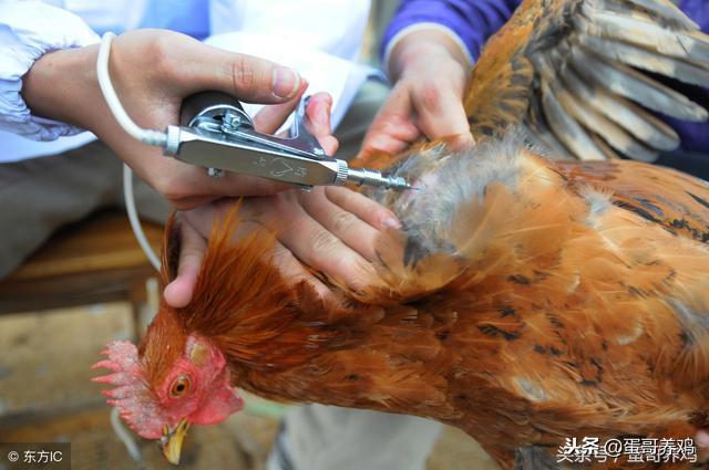 鸡气管堵塞的最佳解决办法,散养鸡支气管堵塞怎么办