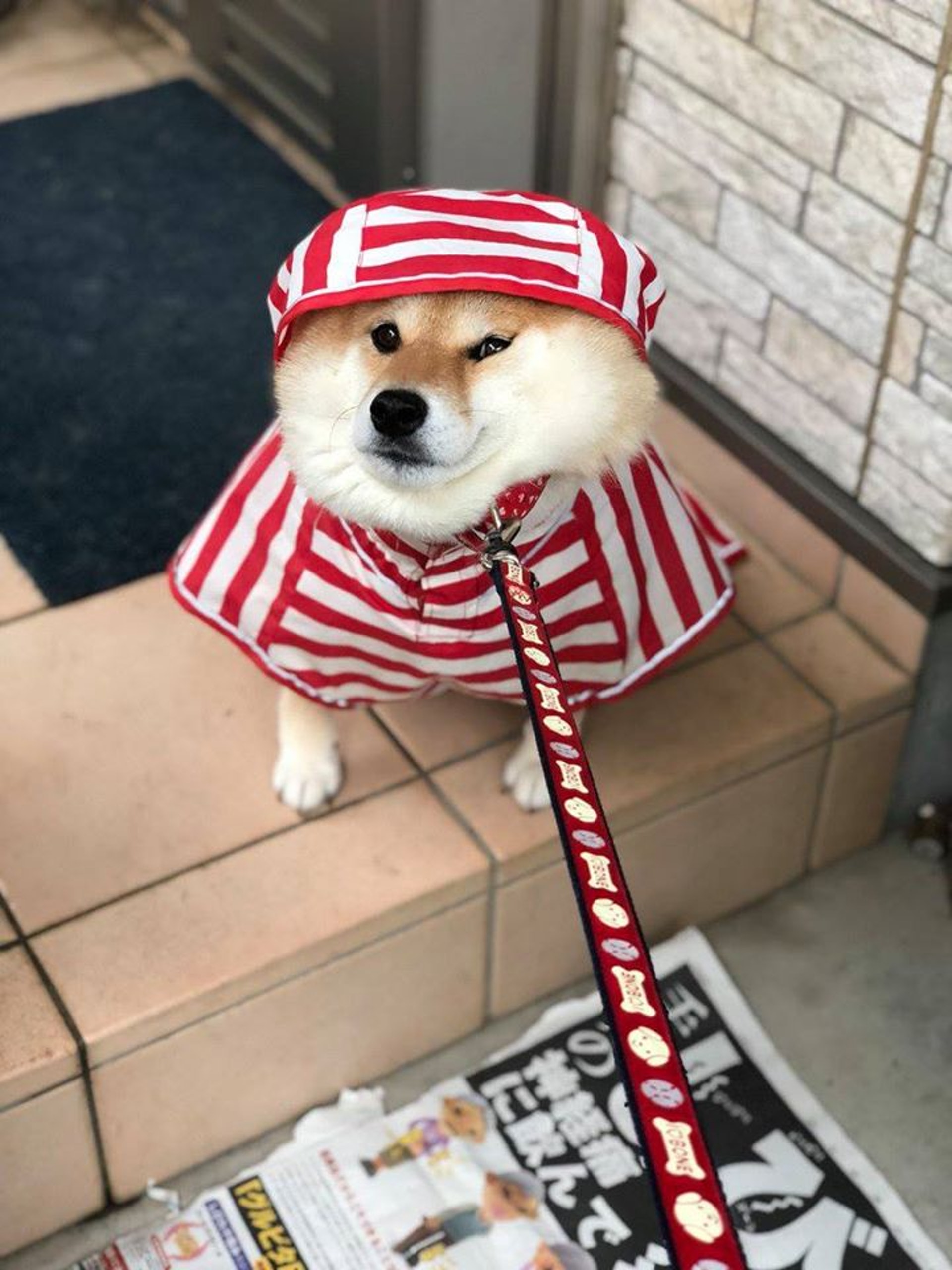 柴犬因拒绝回家网上爆红，出门就不想回家，一听到回家秒变脸