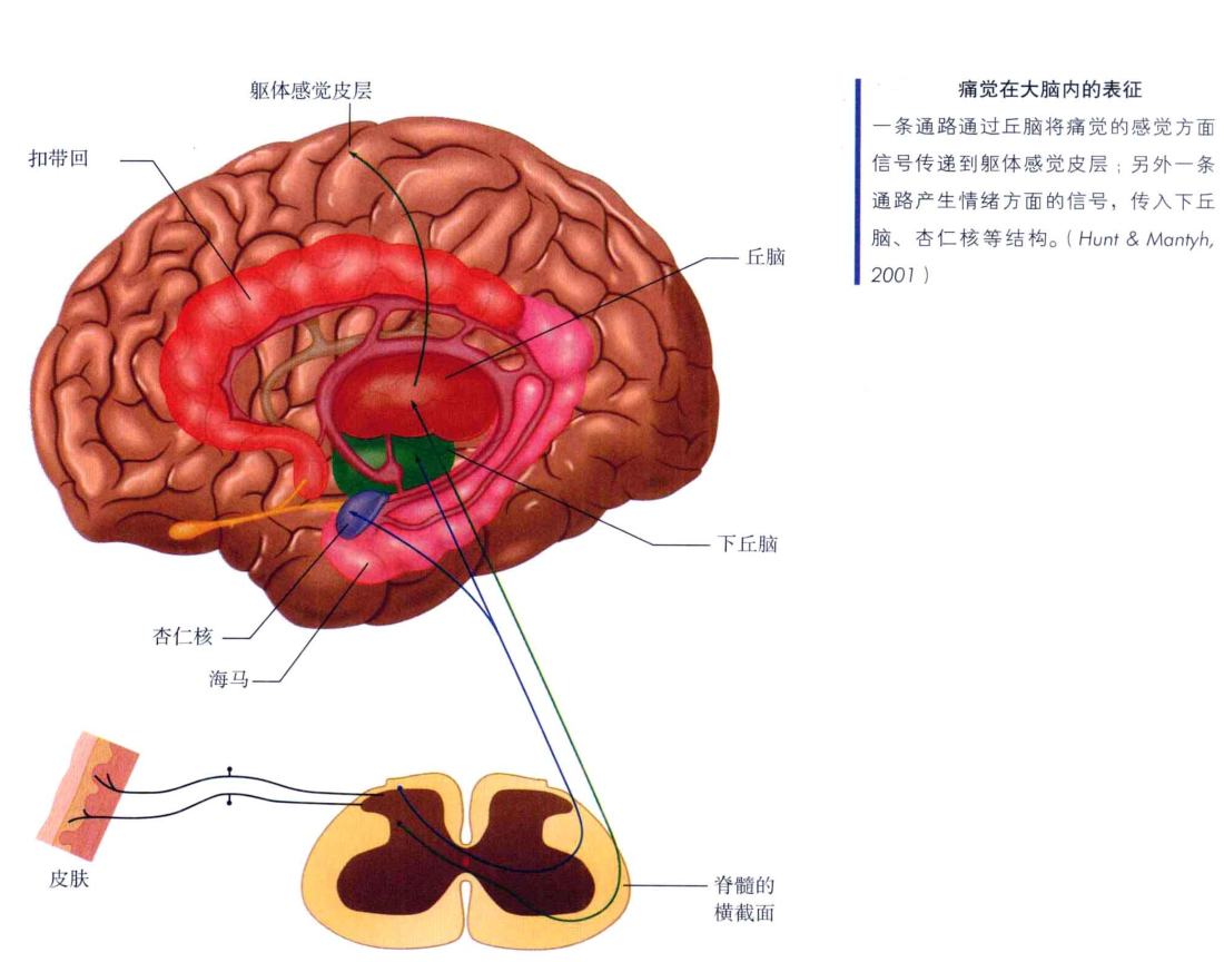 心理学的生物学基础知识,生物心理学知识书籍