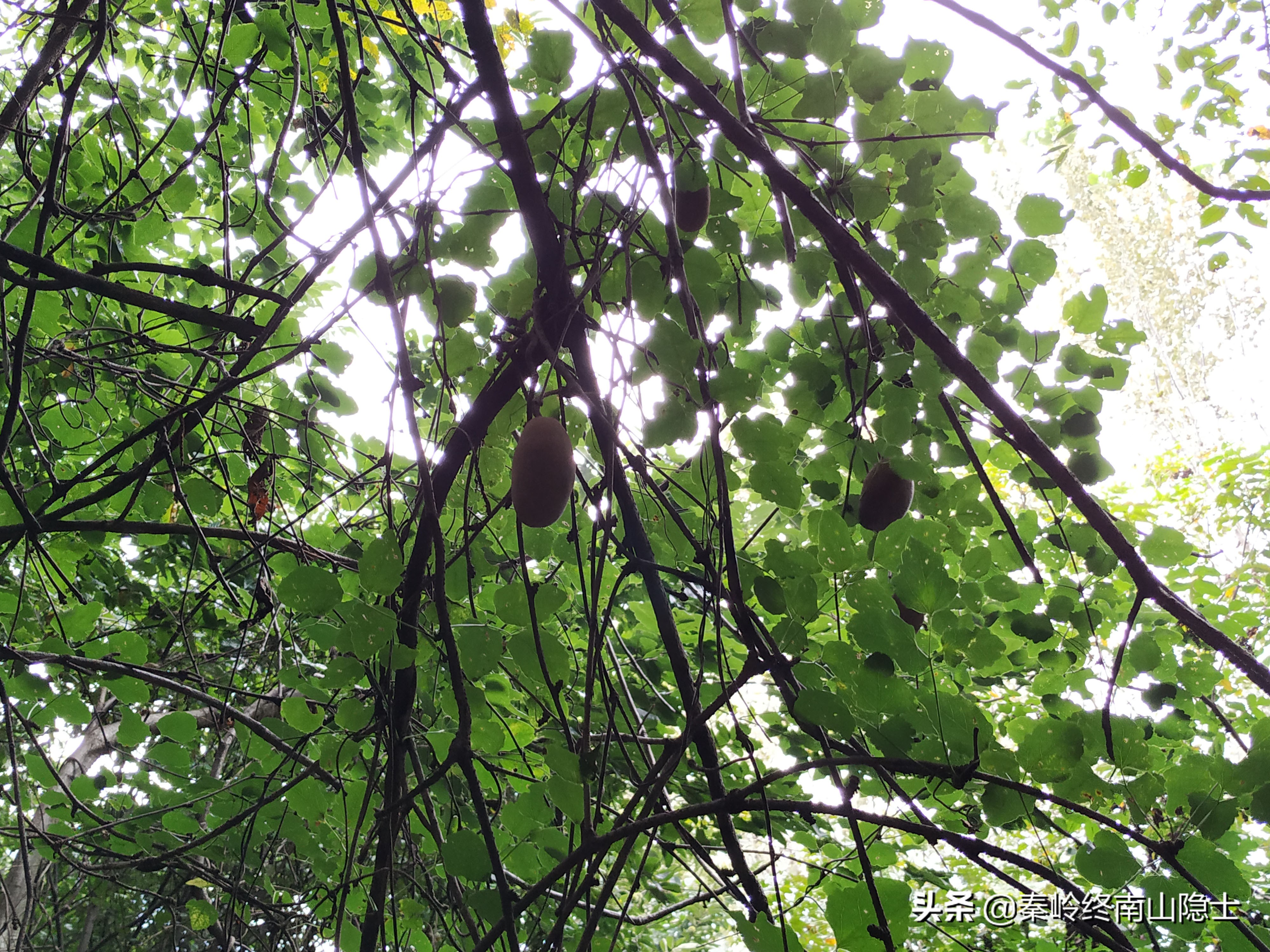 偶遇一只受伤的鸟类,发现一只受伤的鹰隼怎么处理