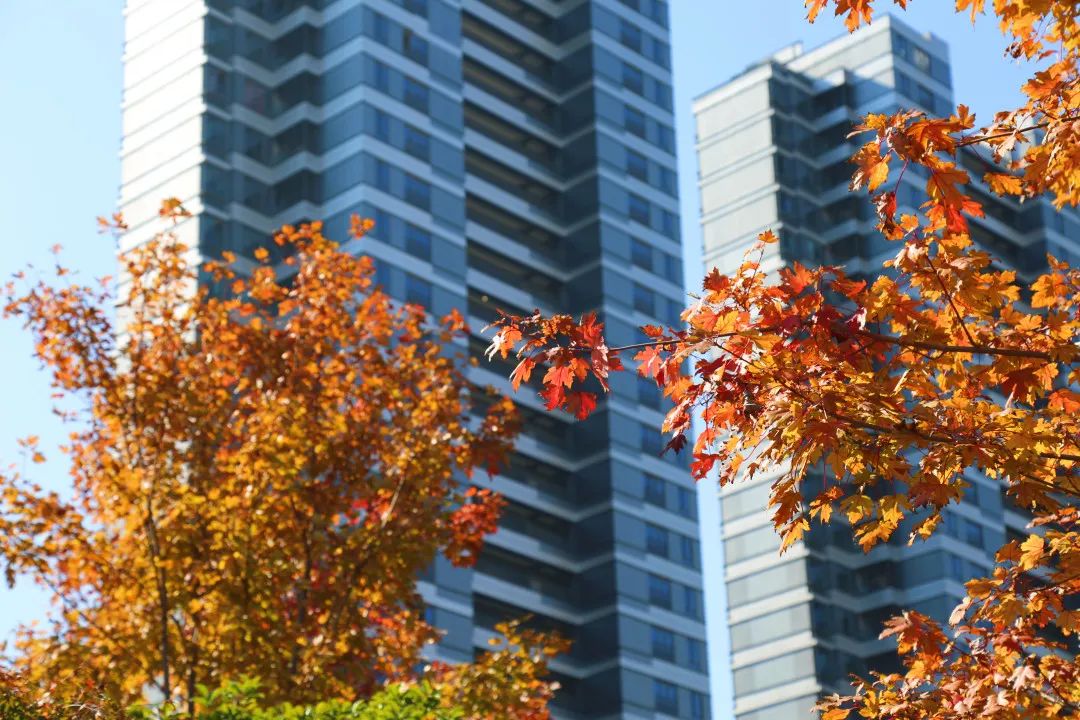 上海最美秋景,上海哪些公园可以拍秋景