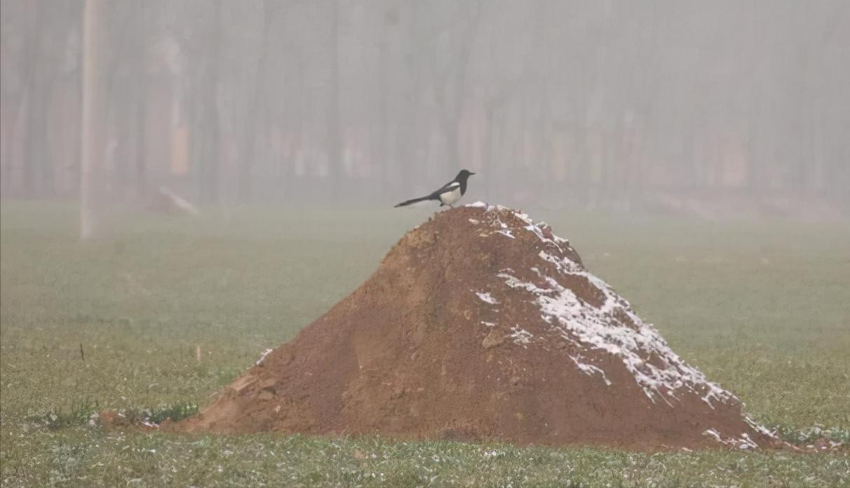 南宋奇闻：六旬官僚老风流，踏春寻艳竟遇痴狐！一曲弱女子的悲歌