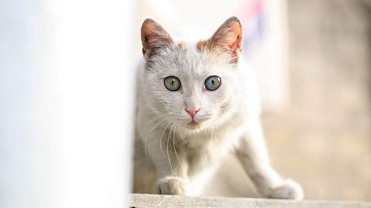 猫咪生病了用什么草药,猫咪提高免疫力药品