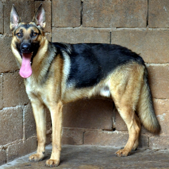 昆明犬黑背和德国黑背的区别,老版德牧黑背vs昆明犬黑背