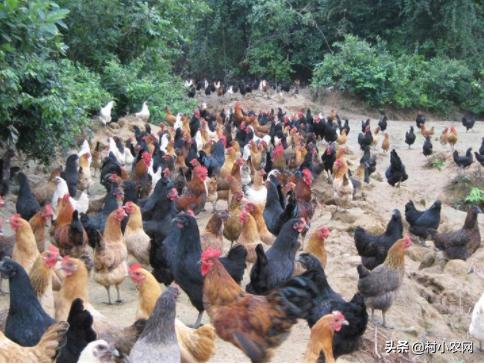 适合农村创业的最新致富项目,平原地区农村创业致富的好项目