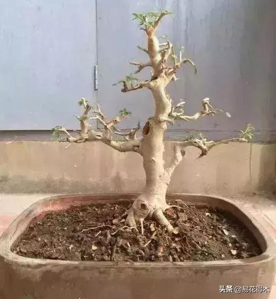 下山桩杀根没到位怎么处理,下山桩的处理方法