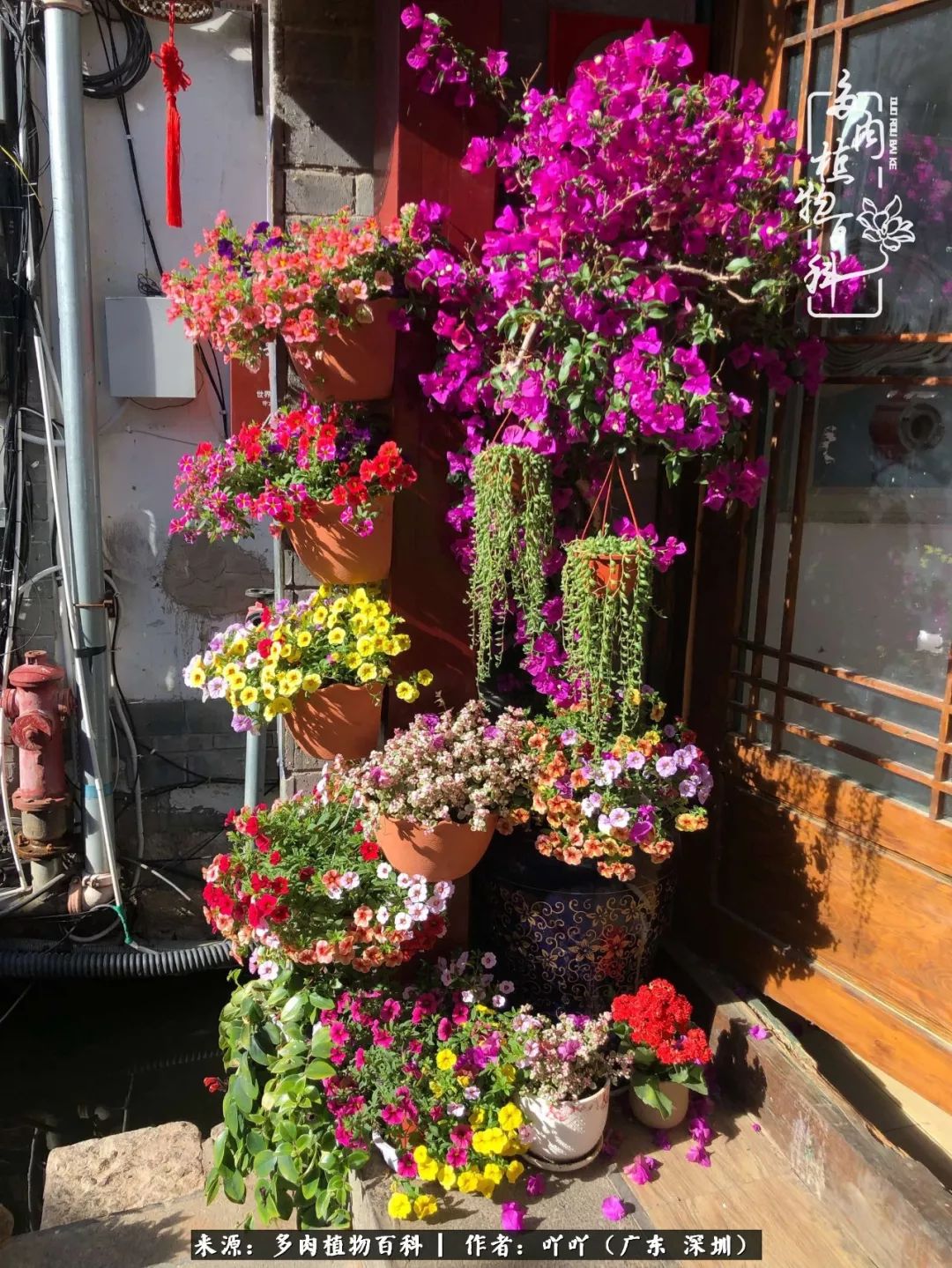 涓冨僵浜戝崡澶氳倝,浜戝崡澶氳倝涔嬫梾