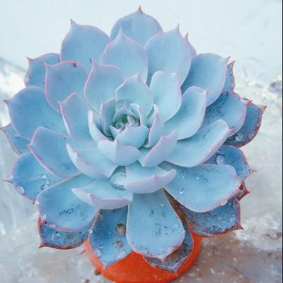 美丽的兰花怎么养活的呢,蓝石莲多肉植物怎么养