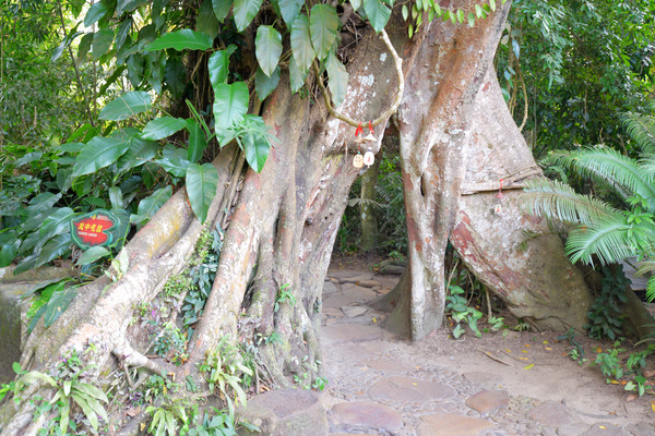 海南呀诺达热带雨林文化旅,三亚诺达雨林旅游攻略