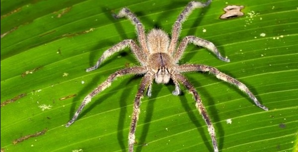 亚马逊丛林有哪些特点,亚马逊雨林有多恐怖颠覆你的三观