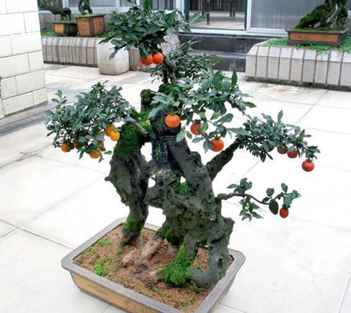 冬珊瑚盆栽果实,冬珊瑚盆栽种植方法