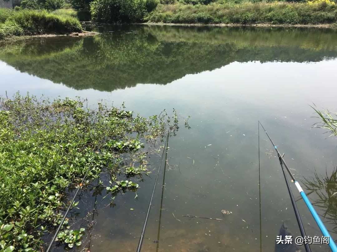 钓鱼颗粒饵料一般钓什么鱼,钓鱼颗粒料有几种